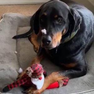 Meet your Posher, Burley